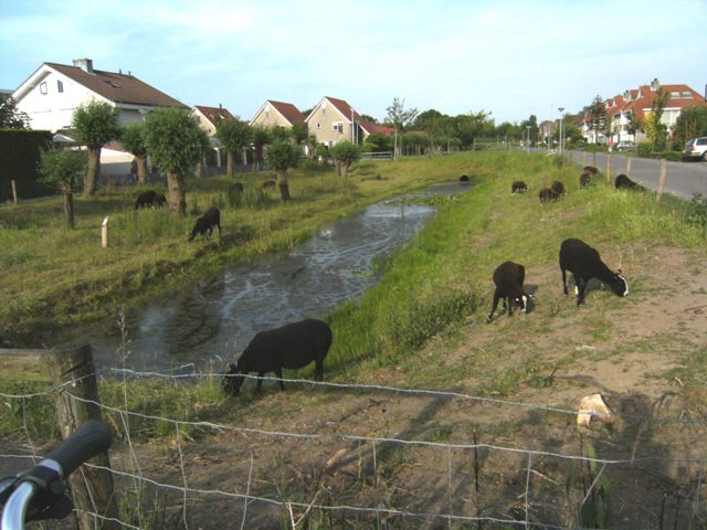 Pastoralisme urbain