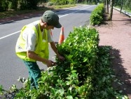 Gestion des arbustes en ville