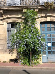 Plante grimpante Montpellier