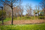 Plantation Montesson © Mairie de Montesson – Service Communication