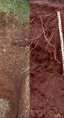 Anthroposol reconstitué à partir de terre végétale, mélange terre compost en surface