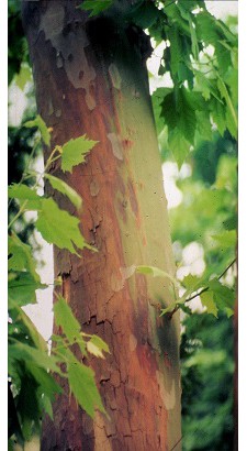 Gestion Des Foyers Du Chancre Color Plante Cite