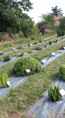 Champ d'essai alternatives aux buis