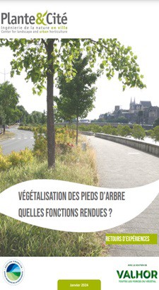 Végétalisation des pieds d’arbre : quelles fonctions rendues ? Retours d’expériences