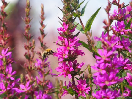 Pollinisateurs et oiseaux en espaces verts