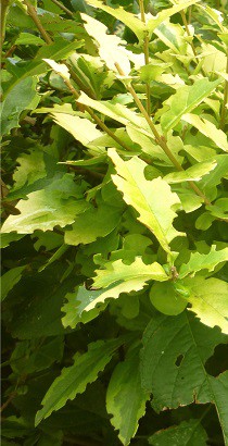 ligustrum.jpg